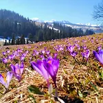 Za Siodma Gora